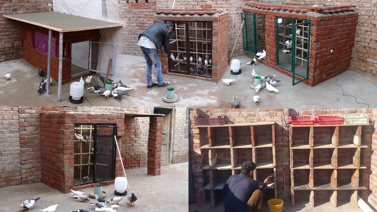 Top 5 Amazing Ideas To Make Pigeon Houses
