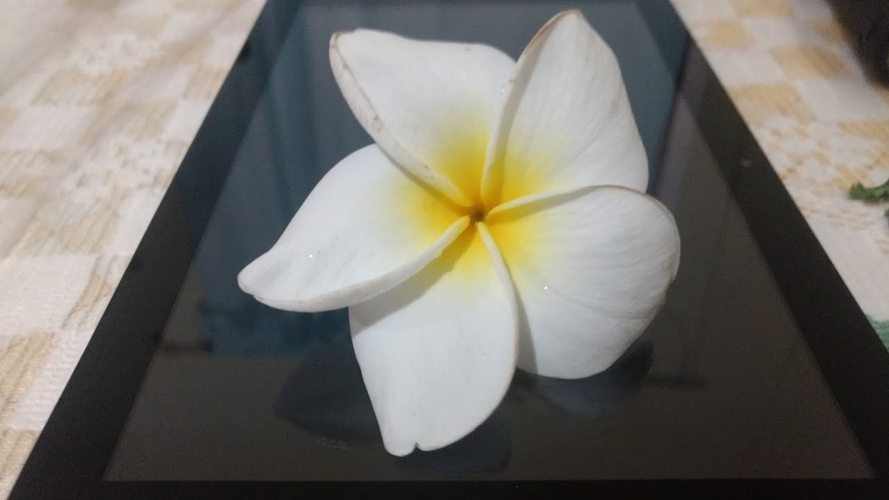 TIARE MAOHI  MEDLEY - KALANI PE'A  POR FAVOR LEE LA DESCRIPCION #tahitien #tahitian #hawaian