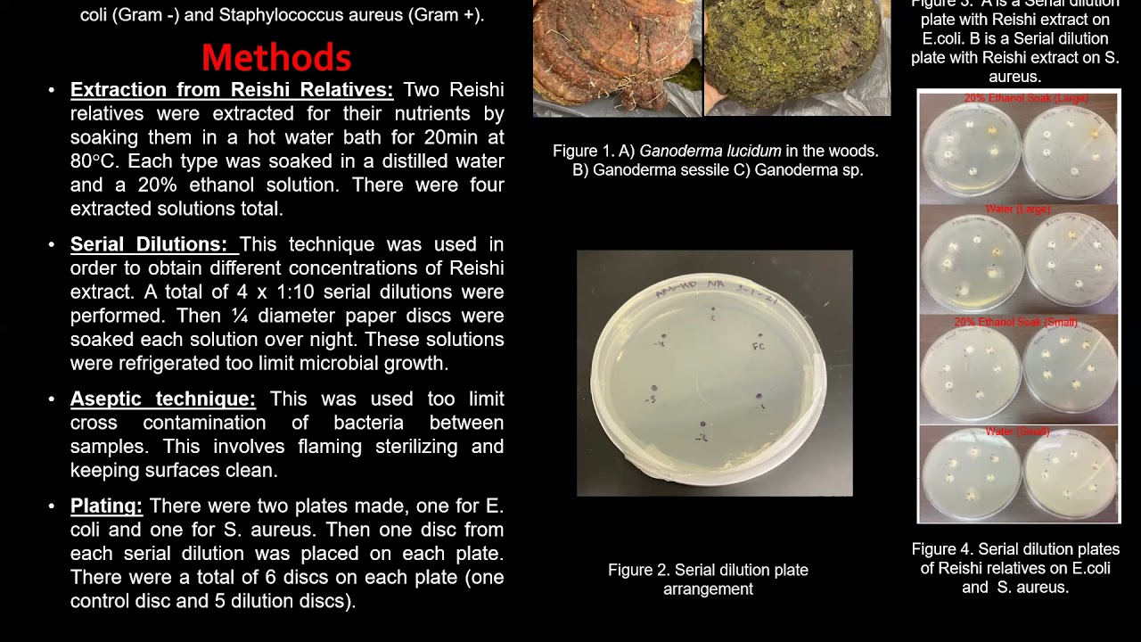 Investigating the Antibiotic Properties of Ganoderma lucidum Extract - Ashley McIntosh