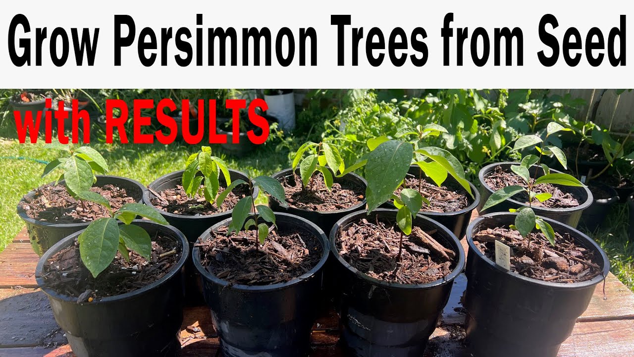 Grow American Persimmon Trees From Seed