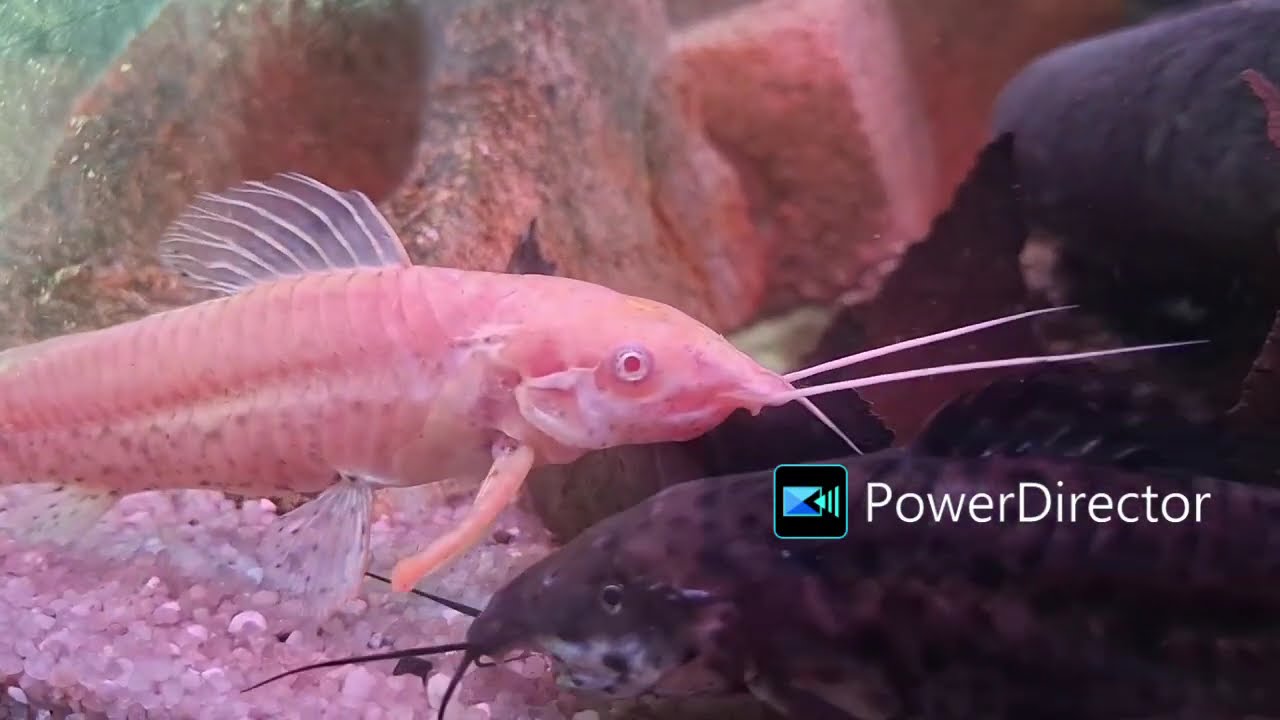 Der Schwielenwels (Callichthys callichthys)