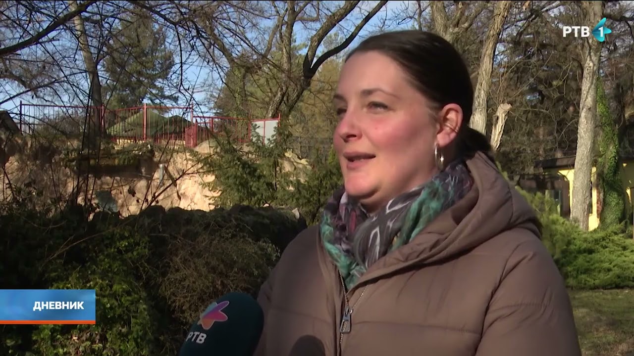 Medeni bez zimskog sna: Hoće li medved iz Zoo vrta Palić najaviti kraj zime na Sretenje?