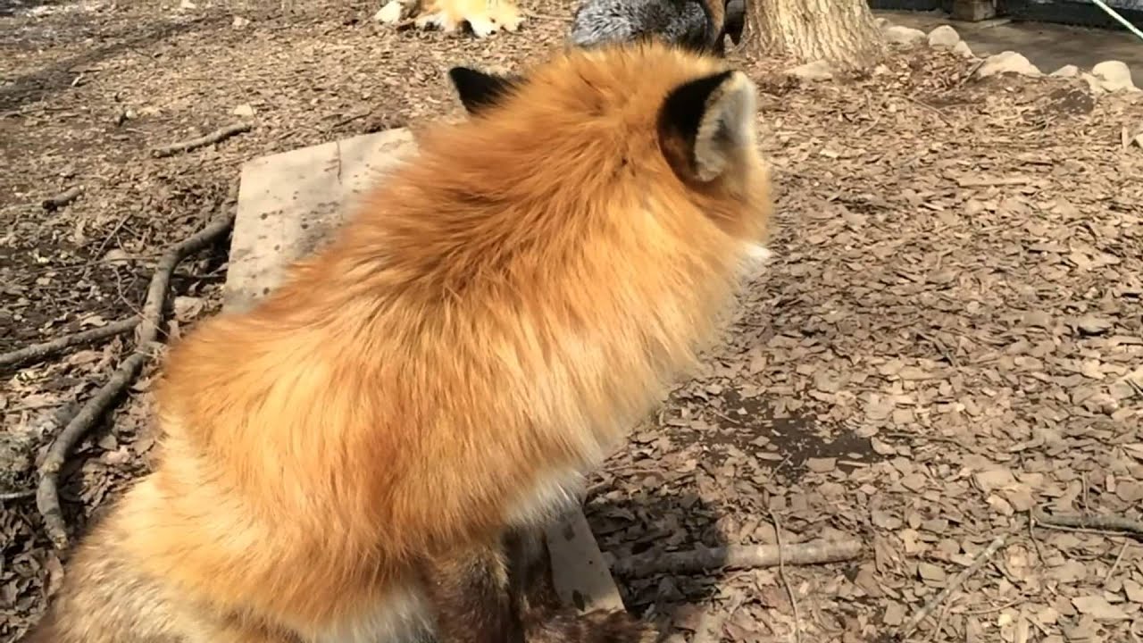 fox say! キツネの鳴き声（キツネ村にて）