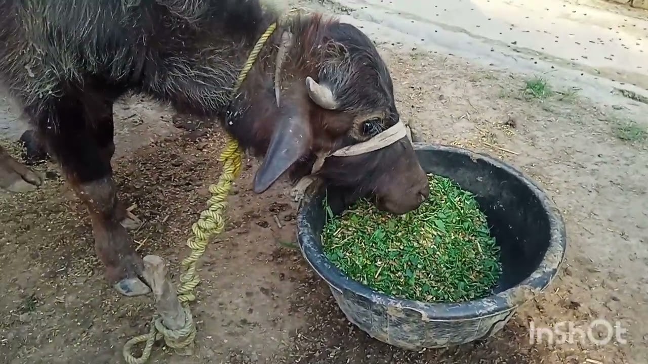 bhais ki seva kro tab meva milega