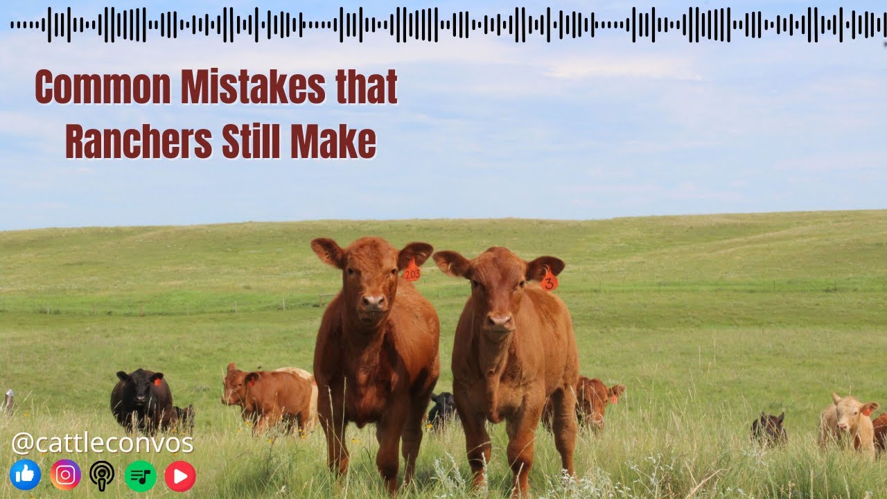Keeping Sale Barn Calves Healthy During the Backgrounding Phase
