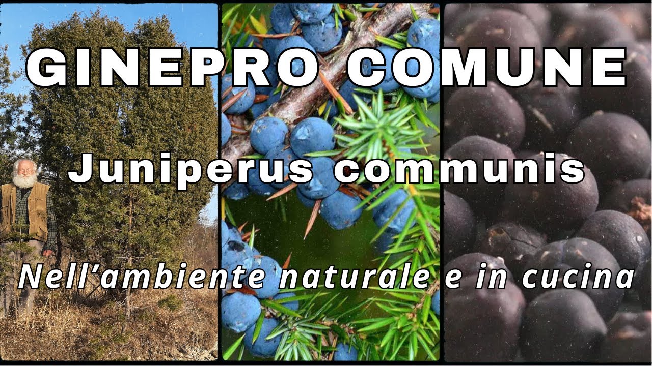 ginepro comune: Juniperus communis