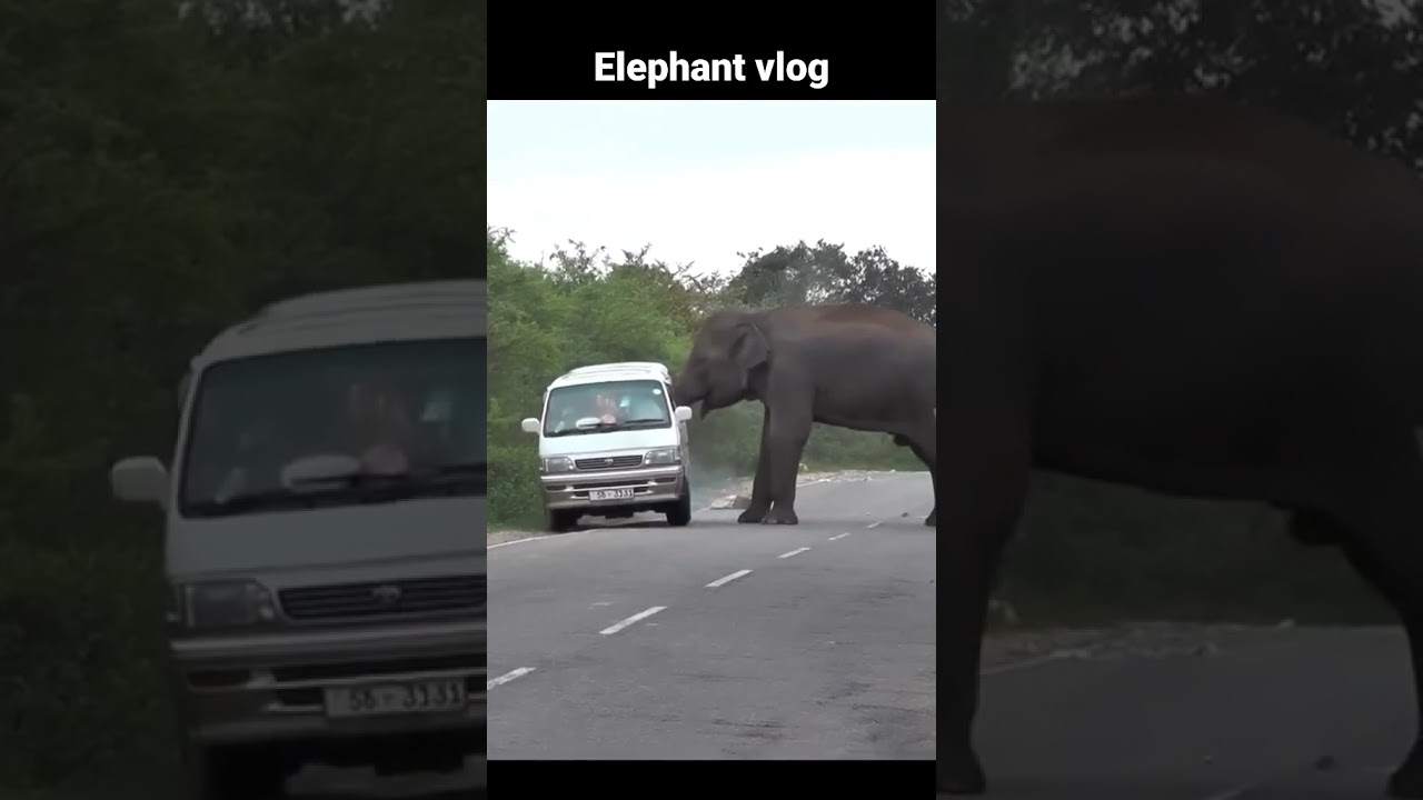 Angry elephant attack tha car #elephantattack  ll elephant vlog