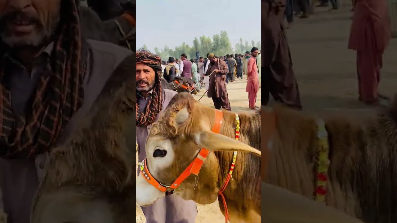 Kot addu cattle market do dant r kheery bachray 