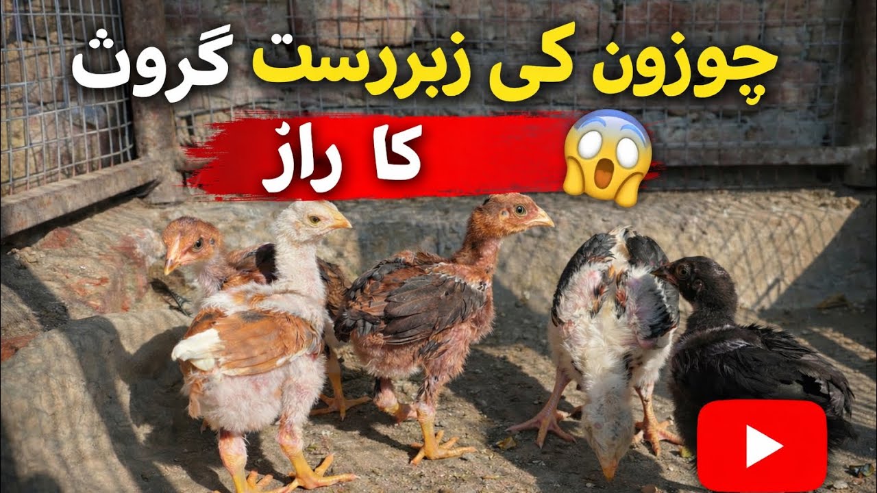 Chicks Growth Formula 💪 Farmers Ka Secret