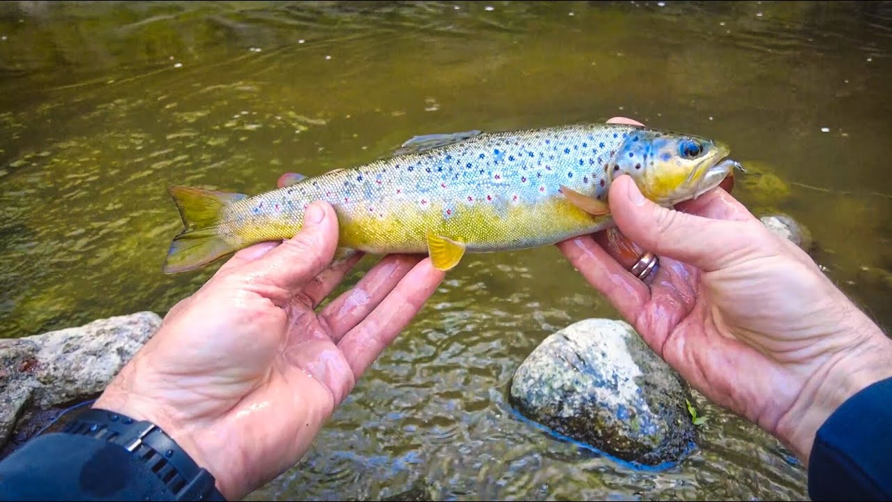 MIKRO UPELIO UPĖTAKIAI. Smagus pasivaikščiojimas su spiningu Dzūkijos brūzgynais.