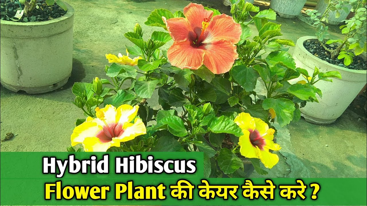 Hybrid Hibiscus Me Phool Nahi? Ye Galti Na Kare