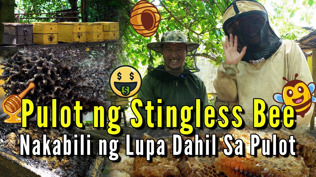 Stingless Bee I Lukot I Nakabili ng Lupa Dahil sa Bubuyog