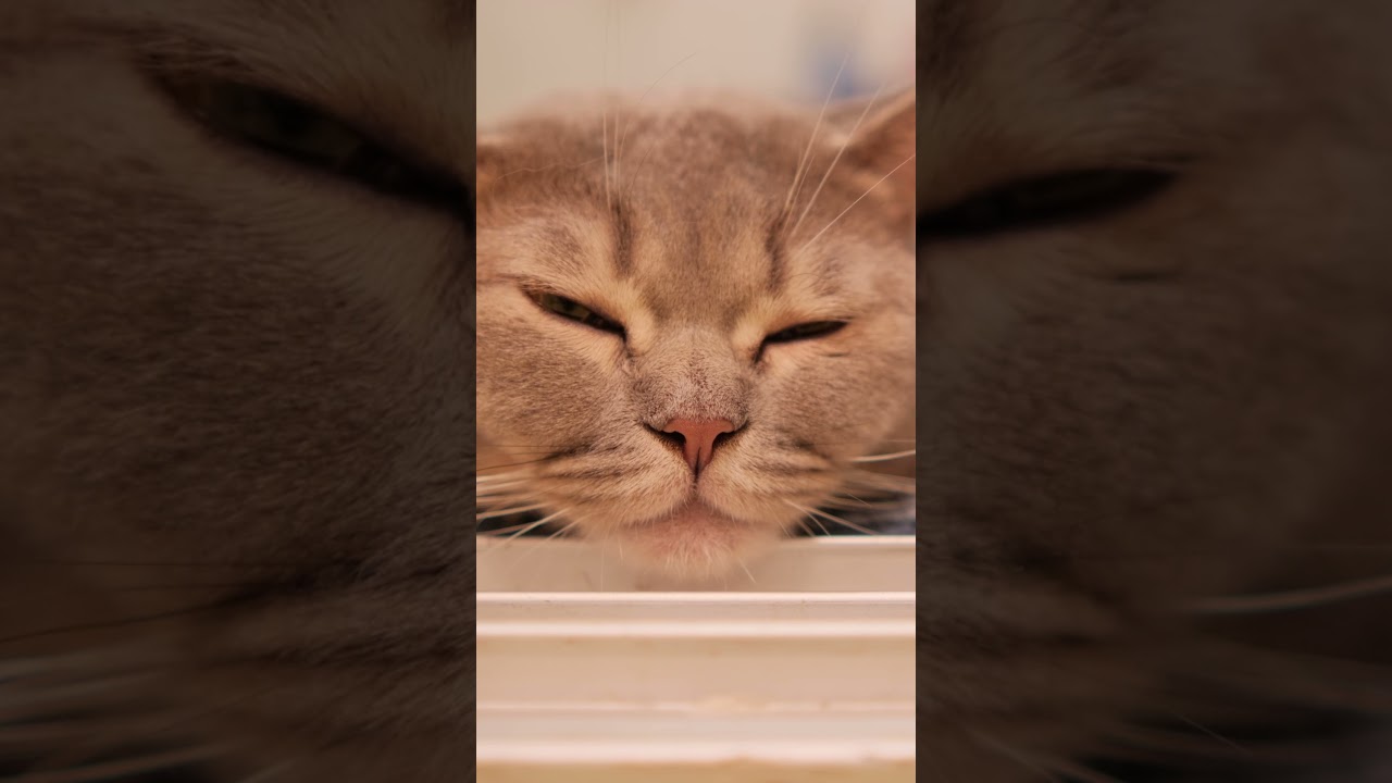 Unbelievable! Cat's Purr Matches Bird Song Perfectly! #CatPurring #RelaxingCatSounds #SleepAidASMR