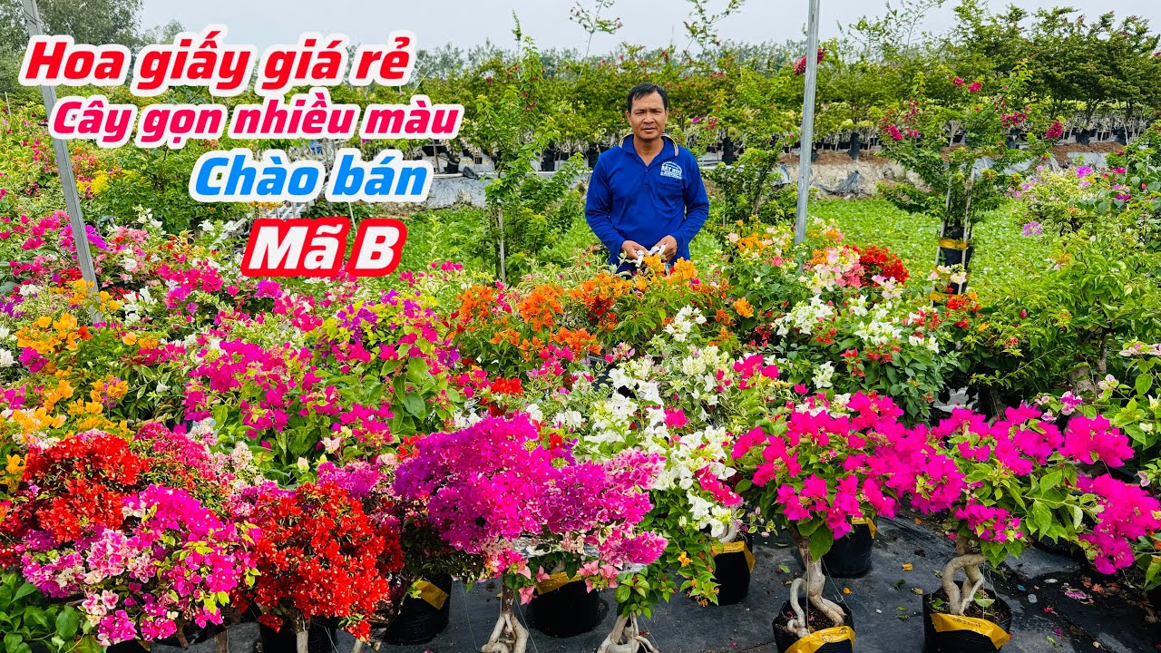 Hoa giấy giá rẻ ghép nhiều màu cây đẹp chào bán bao ship..05/01😘📲0334.497.872.Phước-Tài 
