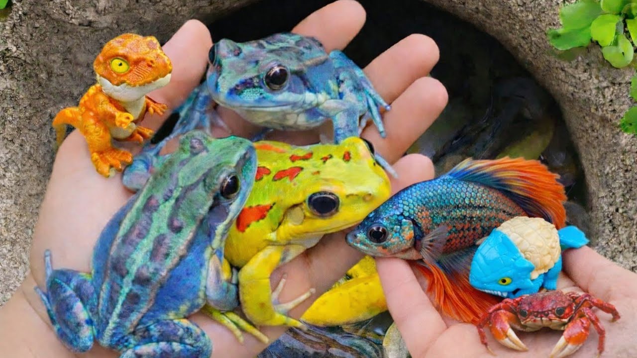 Amazing Fishing in Colorful Eggs | Koi Fish, Guppies, Baby Turtles & Crabs
