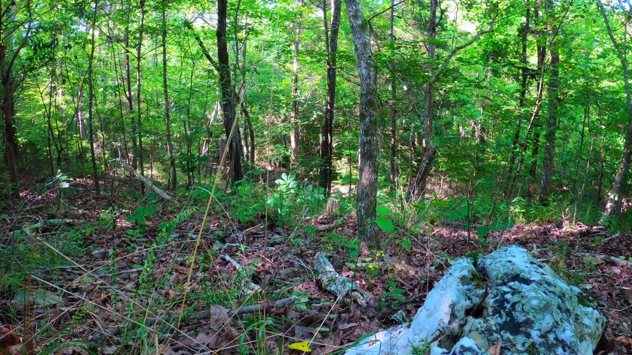 Window to Nature’s Relaxing Forest Floor