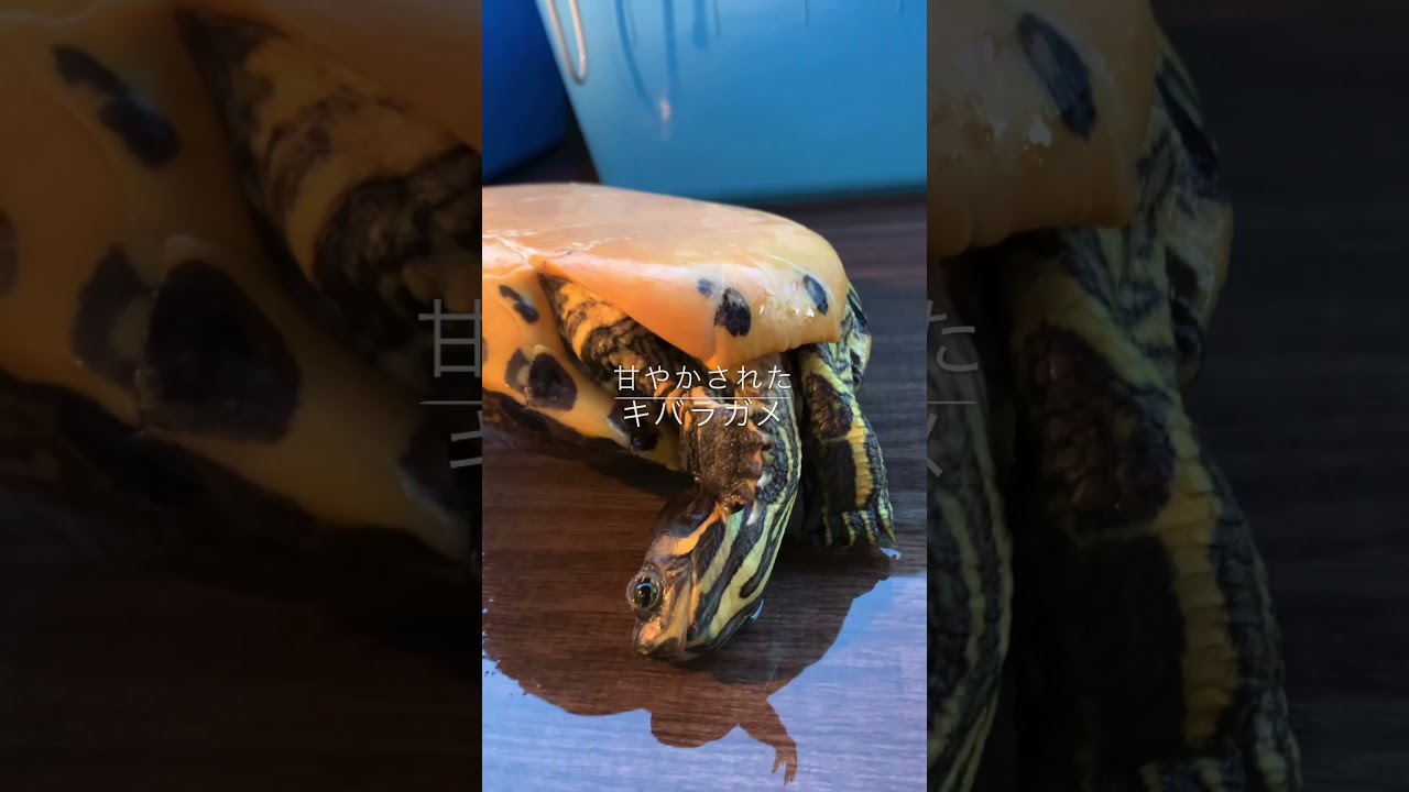 甘やかされたキバラガメ
