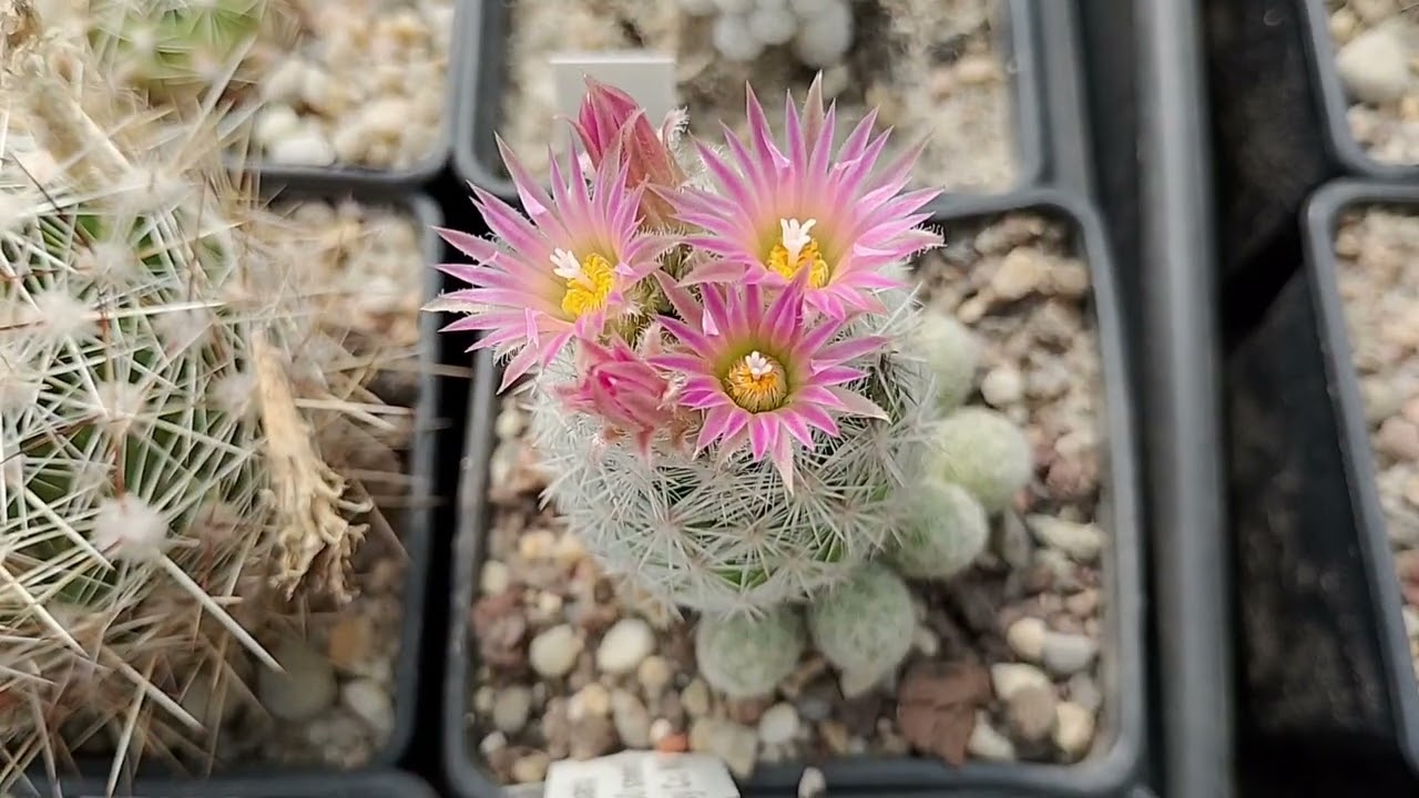Kwiaty czerwca 1 #cactus #hardyplant #kaktusy #nature #gardening