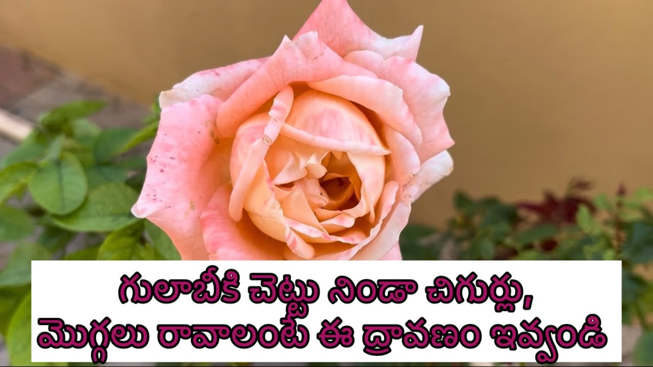 గులాబీ చనిపోవడానికి కారణాలతో పాటు చిగుర్లు, మొగ్గలు రావాలంటే నేను ఇచ్చే ద్రావణం ఇదే 