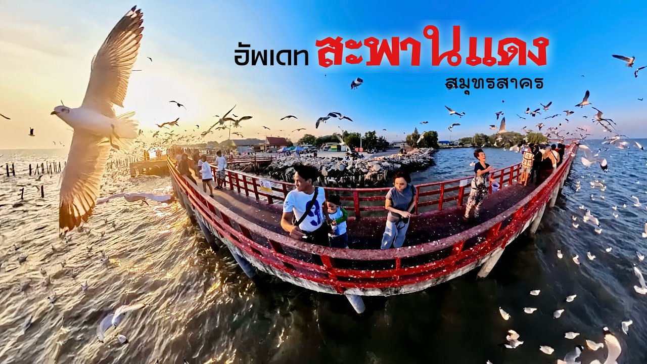 สะพานแดง จุดชมฝูงนกนางนวล วิวทะเล สมุทรสาคร ปี 2026 | ไบค์เกอร์ตะลอนไปทั่ว