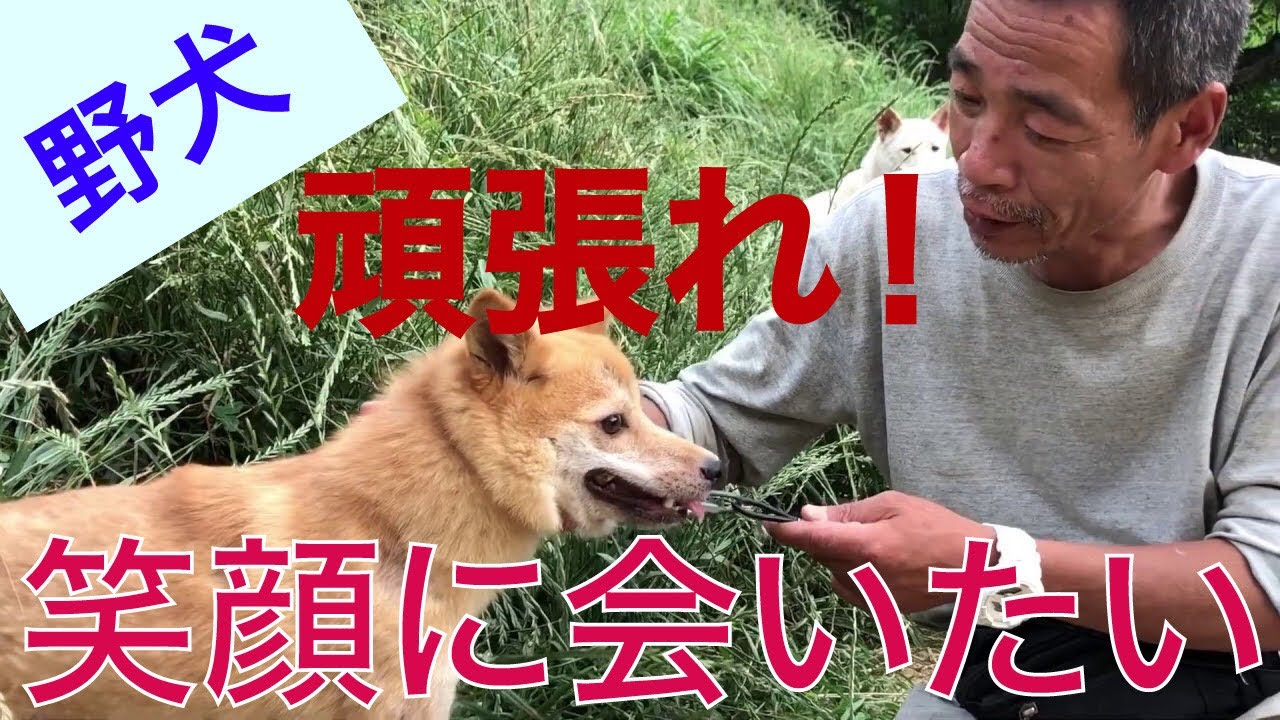 噛む野犬！保健所から来た3頭のうち、アカラスのナナ（愛）ちゃん&北村さんとのひと時（噛もうかどうしようかな〜）