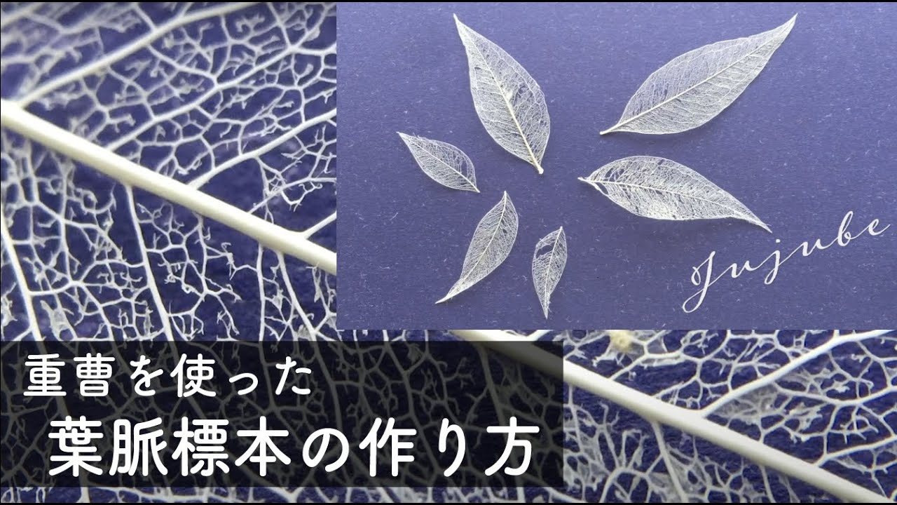 【Crafts】 How to make  a skelton leaf using baking soda/【DIY】スケルトンリーフ(葉脈標本)の作り方