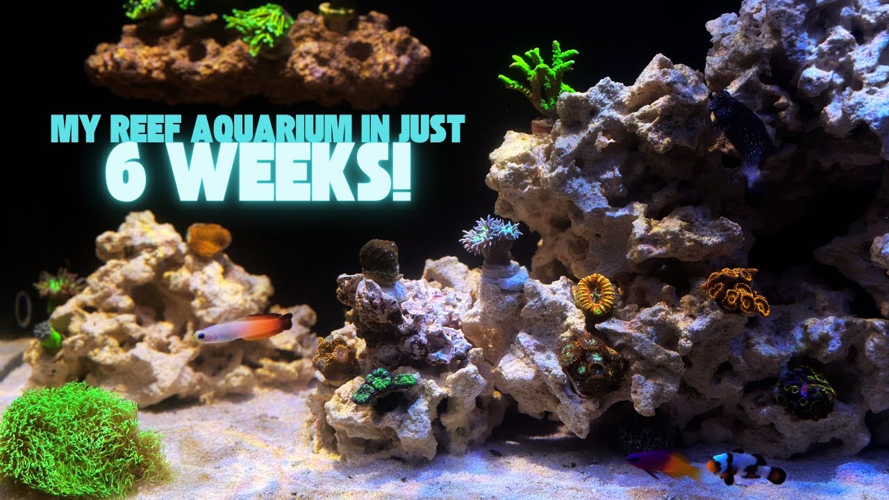 WOW! This is my reef aquarium after 6 weeks