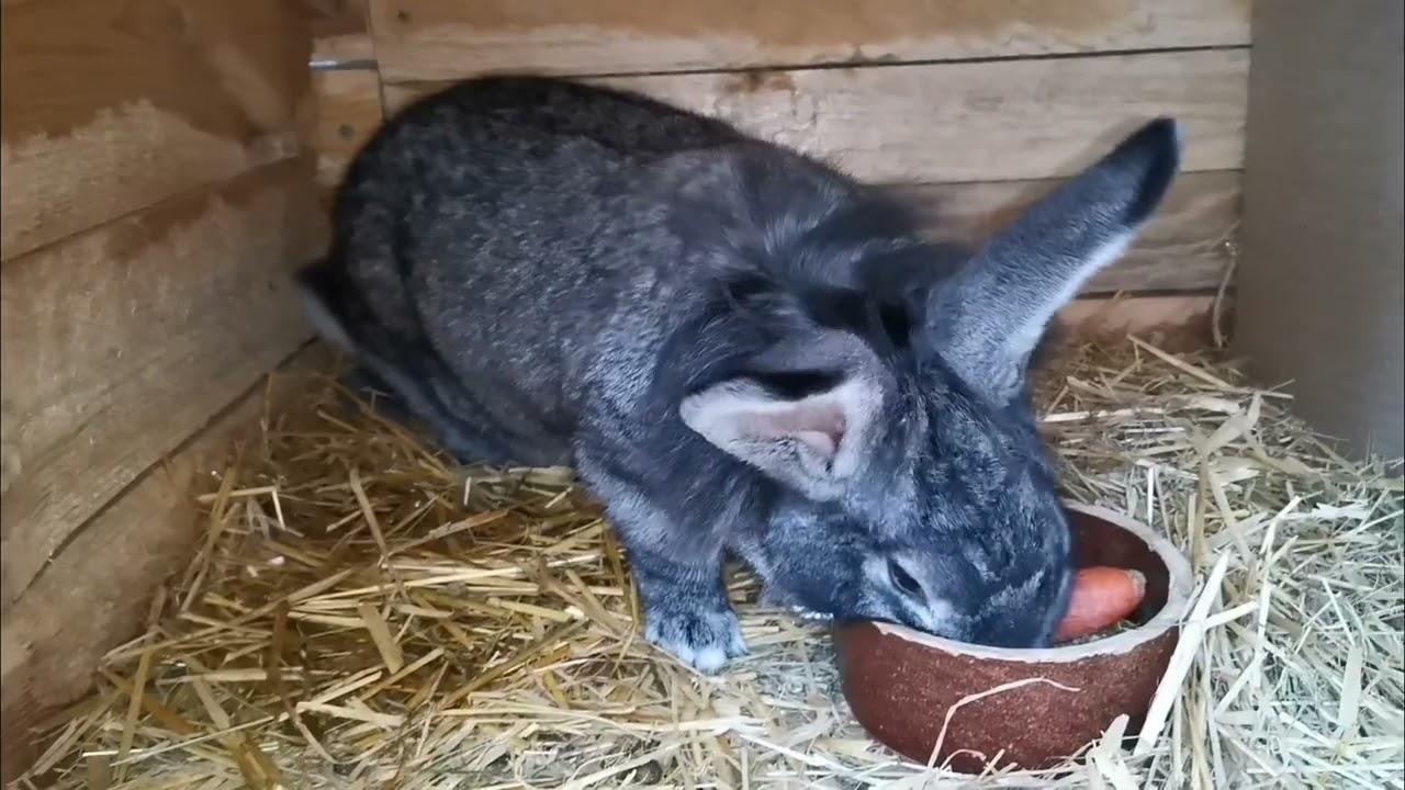 Pamlsky pro dospělé králíky 🐰. Proč nedávám i pamlsky malým králičkům? 🐰🐰🐰