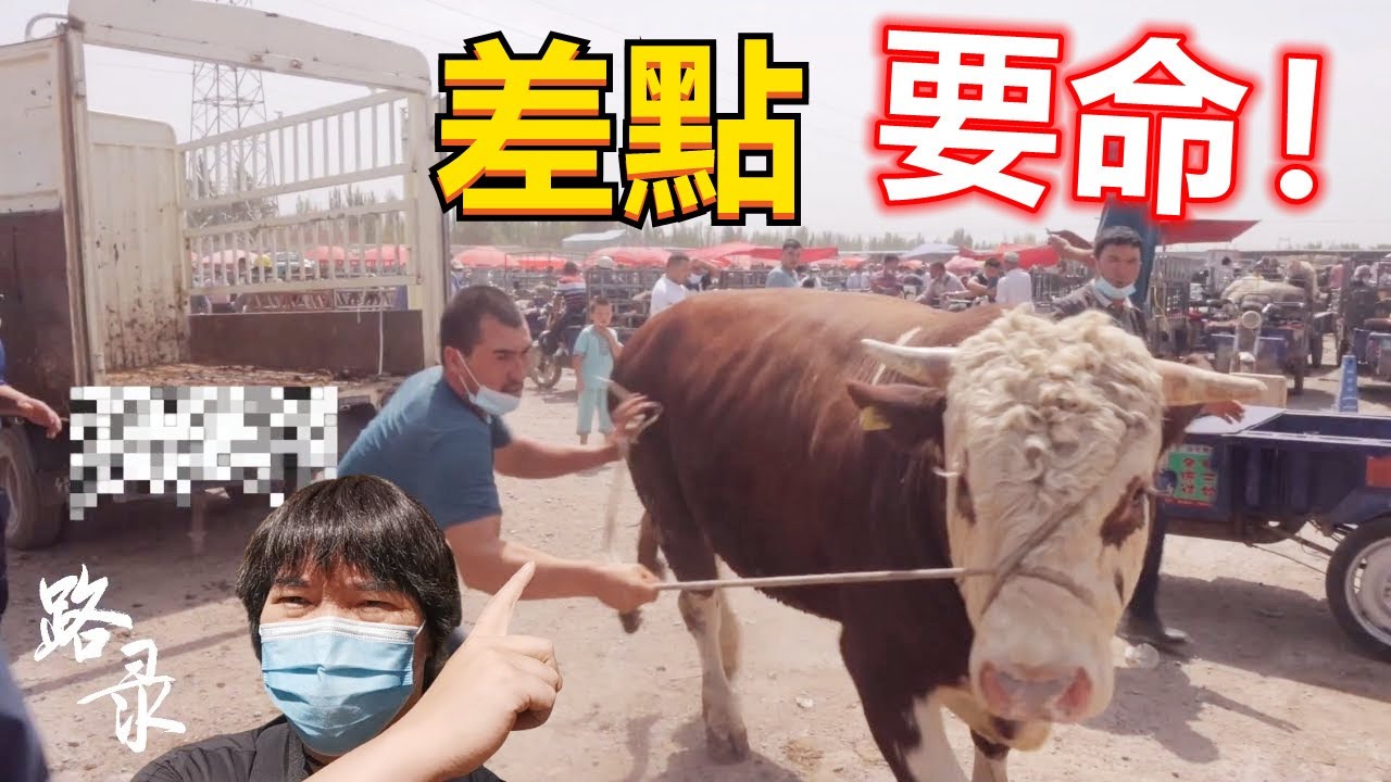 新疆喀什牲畜大巴扎惊魂的一天 旅游 vlog 有风险 Eng Sub Vlog with risk at livestock market at Xinjiang Kash