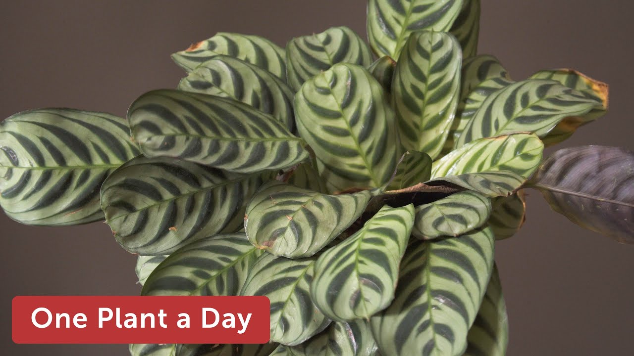 Ctenanthe burle-marxii  Houseplant Care — 122 of 365