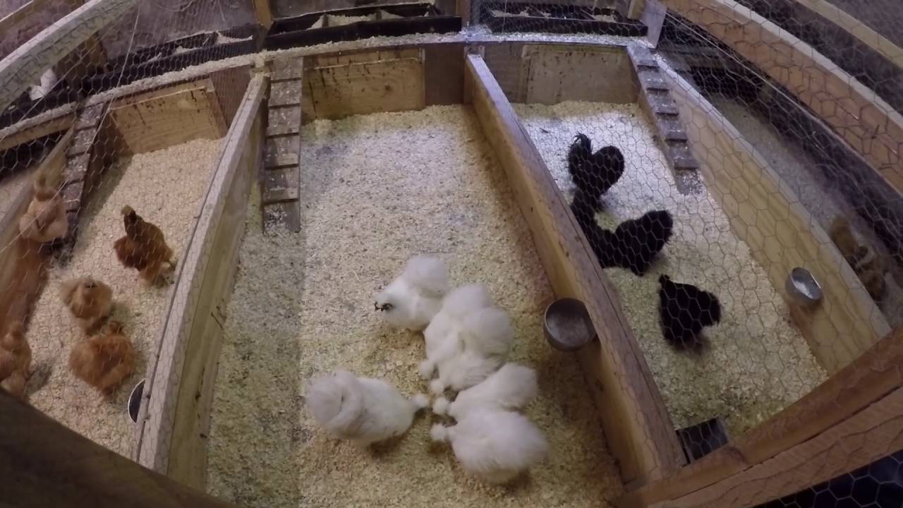 Zijdehoender krielen Lunteren