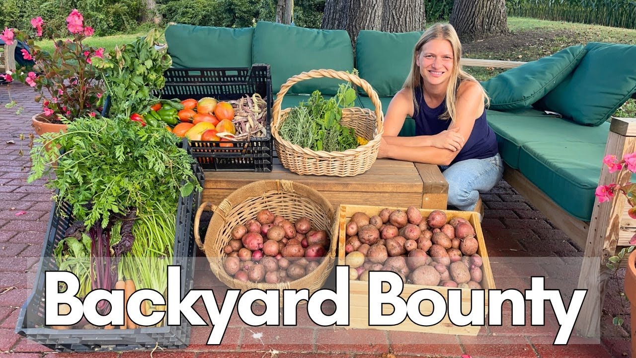 Harvesting Potatoes WITHOUT Digging | Backyard Veggie Harvest