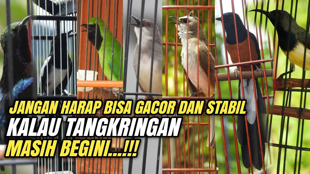 Begini Tangkringan yang benar ||Untuk semua jenis burung‼️