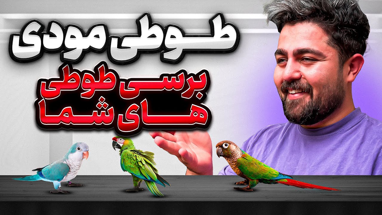 برسی طوطی های شما ; مرغ عشق با کلی جوجه