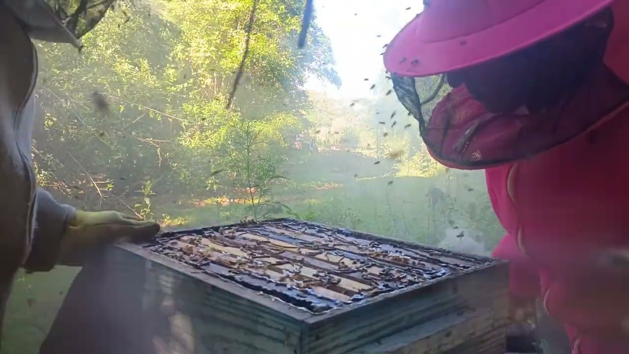 Olá boa tarde colegas apicultores olhemos o terceiro Apiário e nada de mel devem ter condômino com a
