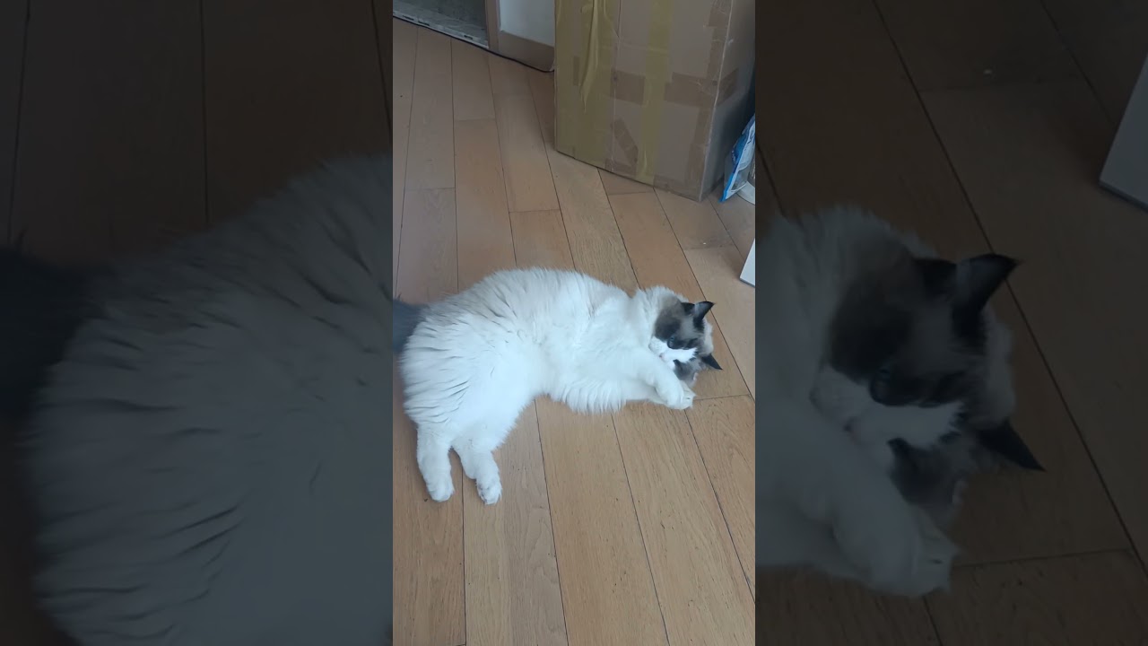 So adorable, moving and playing by himself. 😄😍