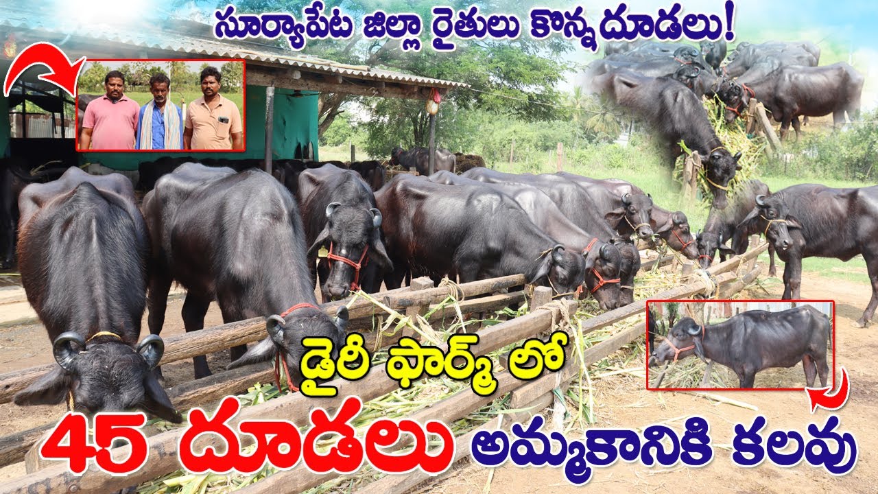 45 Calfs for sale | Murra Calfs for sale | దూడలు అమ్మకానికి కలవు | Calves for sale in Andhra| CBNews