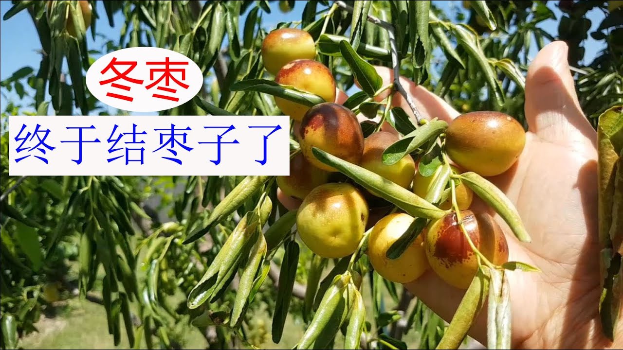 [Eng Sub] 成功让冬枣树结枣子的技术关键 Key Techniques to Enable Winter Jujube Bear Fruits (20250729)