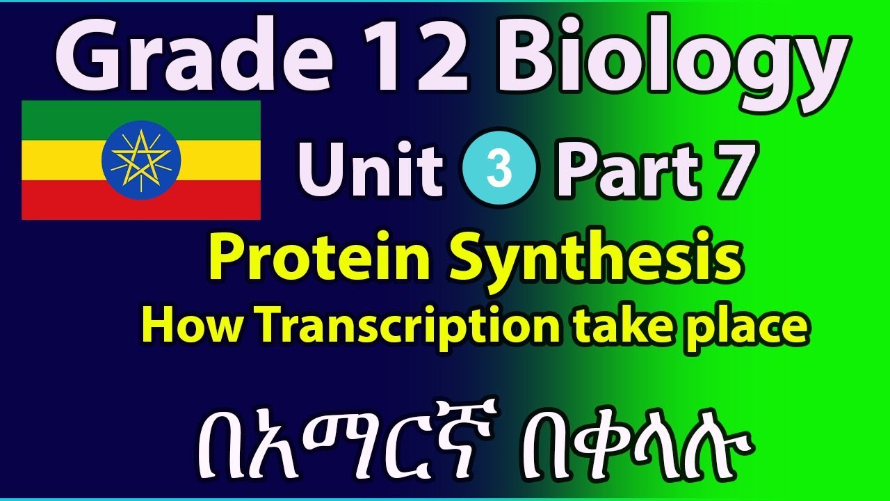 Grade 12 Biology Unit 3 part-7 Protein Synthesis and how transcription take place in eukaryotic cell