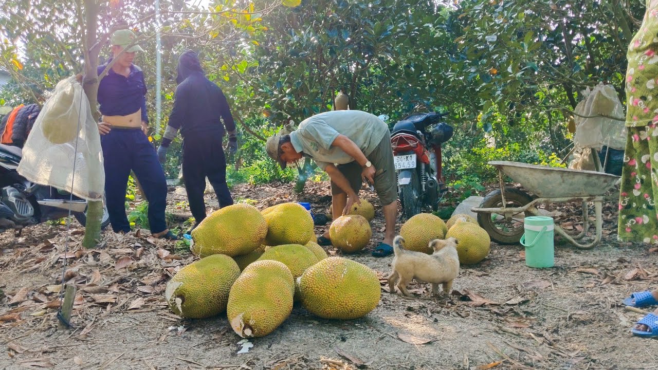 Thu hoạch mít ruột đỏ quê tôi hậu Giang trúng mùa nhưng cái kết đắng lòng.#food #fruit 