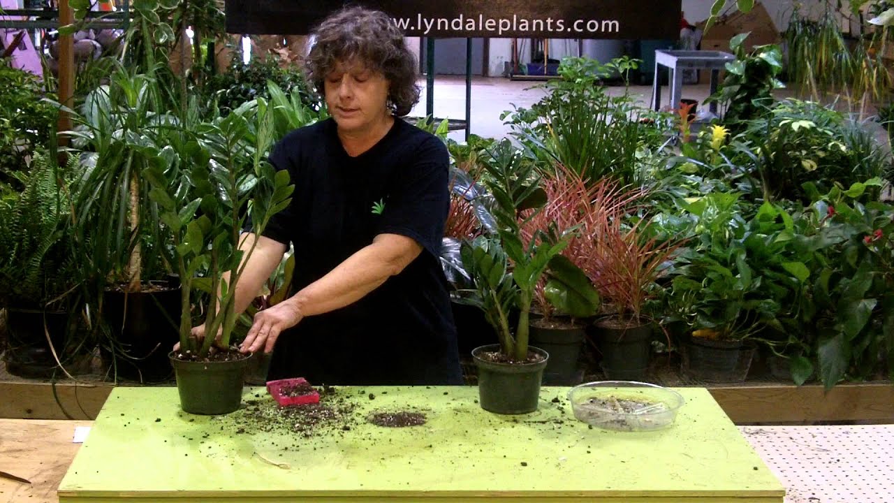 Tech Talk with Lee Newton - Zamioculcas (zz)