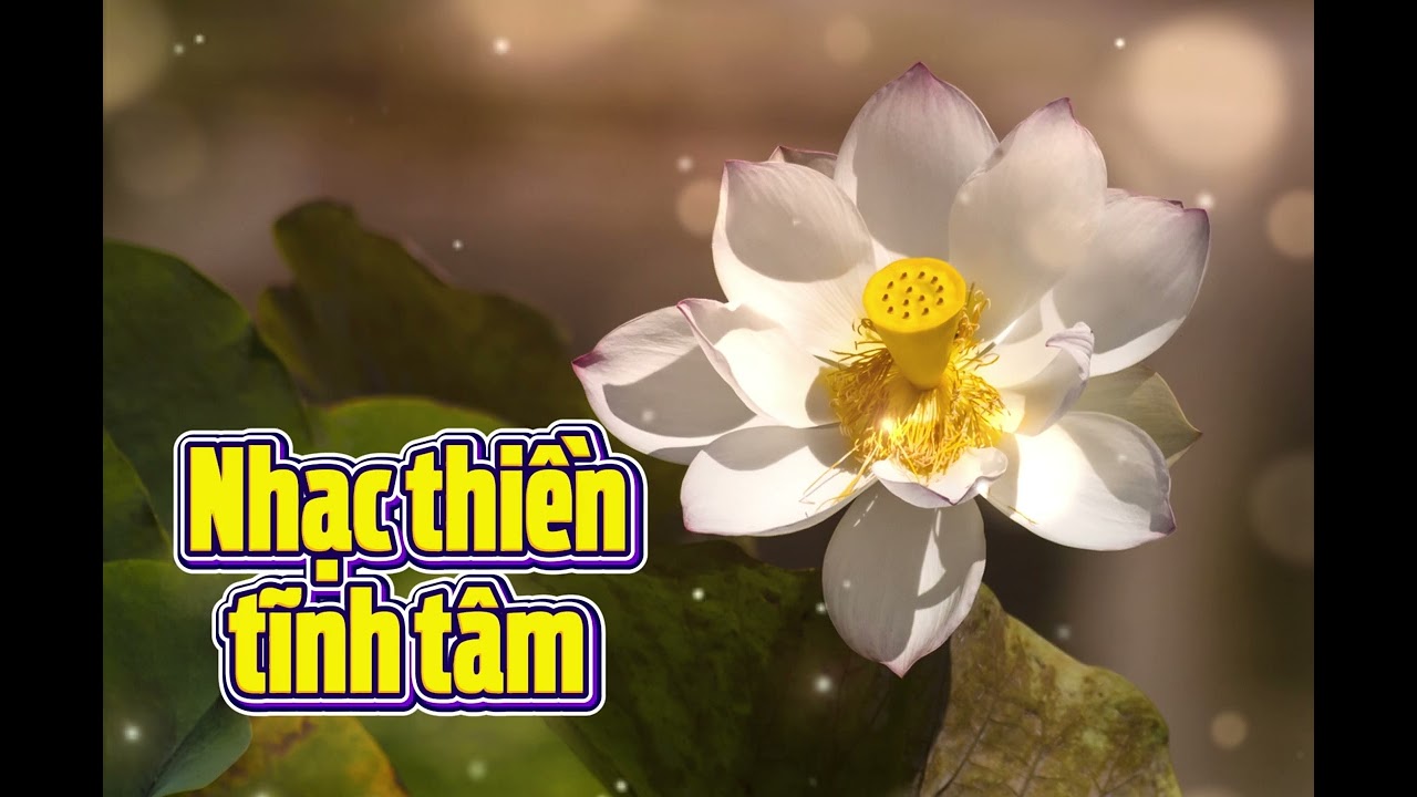Nhạc Thiền Không Lời: Đàn Tranh & Chuông Nhẹ Nhàng Đưa Bạn Vào Giấc Ngủ Sâu