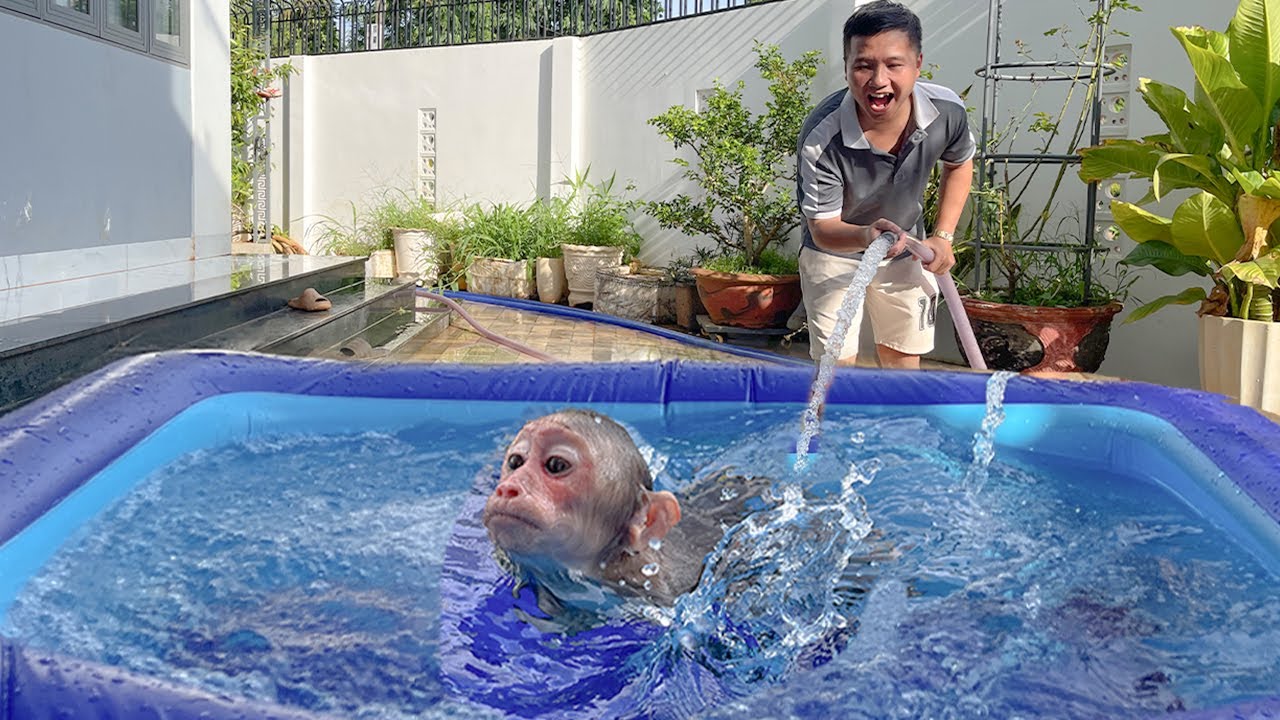 Why Cubis Monkeys LOVE Swimming Pools Every Morning