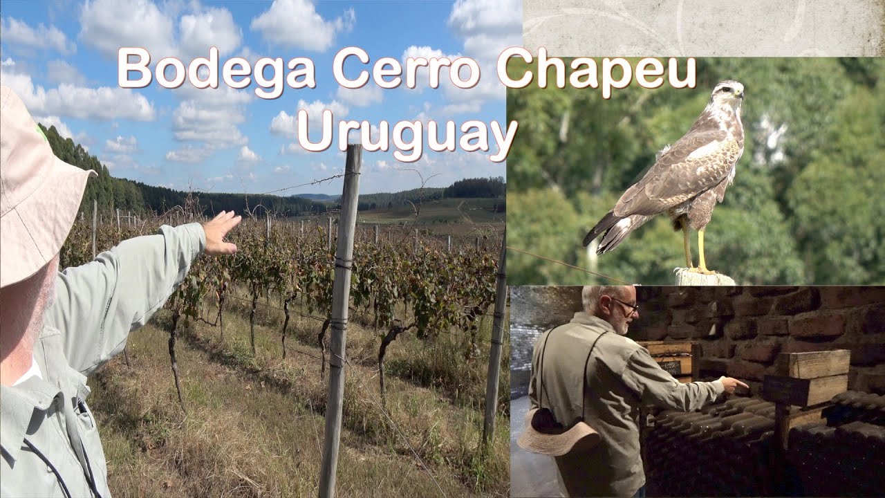 O Tannat mais velho do Uruguai, o vinhedo de um ícone, pioneirismo em dois países: Cerro Chapeu.