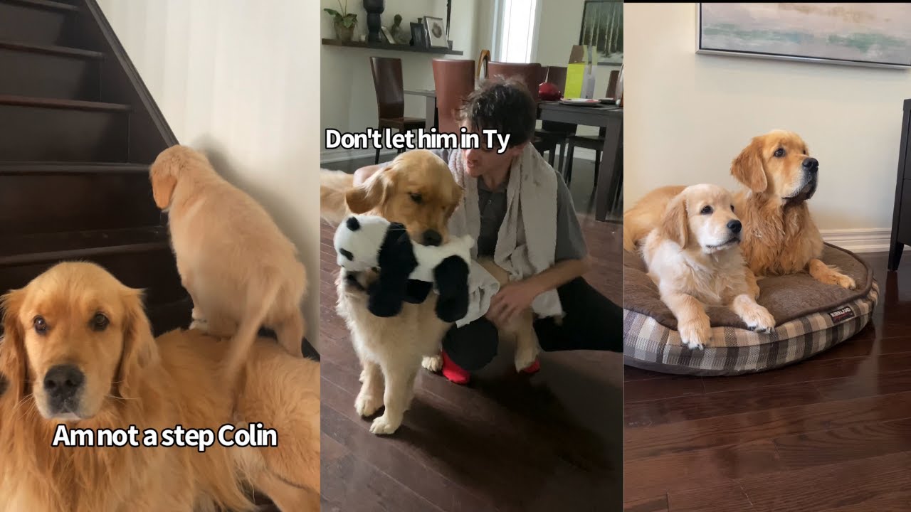 My Two Dogs Funny Week In Review
