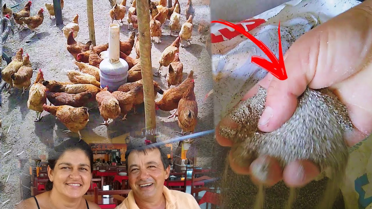 REVELAMOS O SEGREDO! RAÇÃO PARA GALINHAS DE POSTURA/CORTE!! - PC Morette