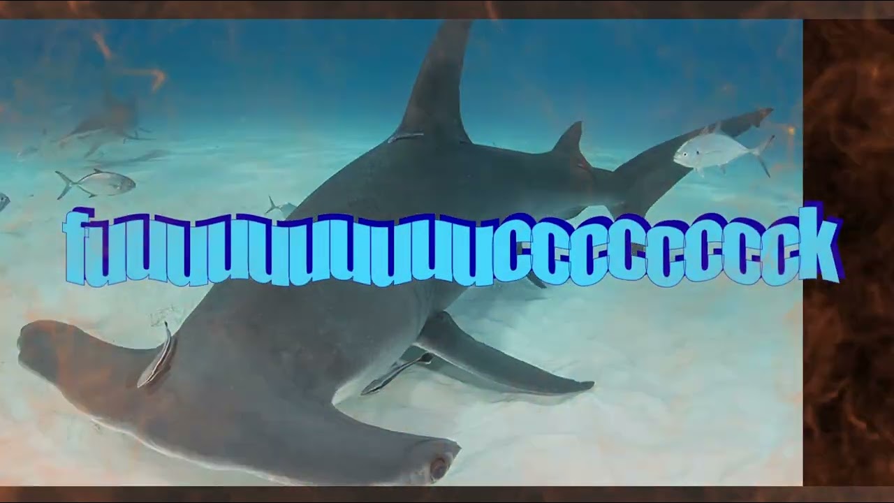 epic hammerhead sharke