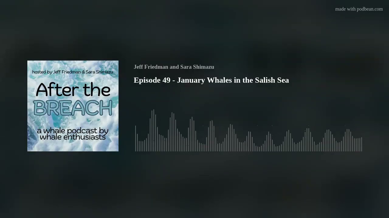 Episode 49 - January Whales in the Salish Sea