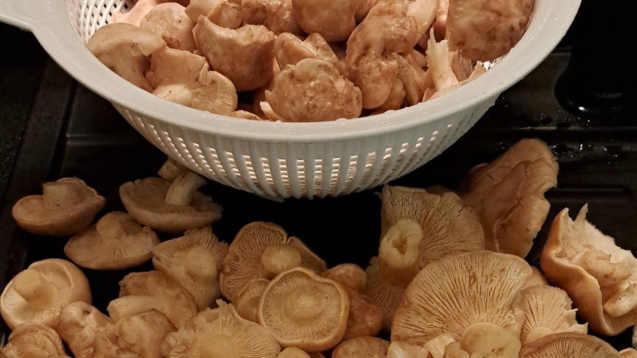 Cincile Mantarı Nedir, Nerede Yetişir Ve Yenir Mi? Cincile Mantarı Faydaları