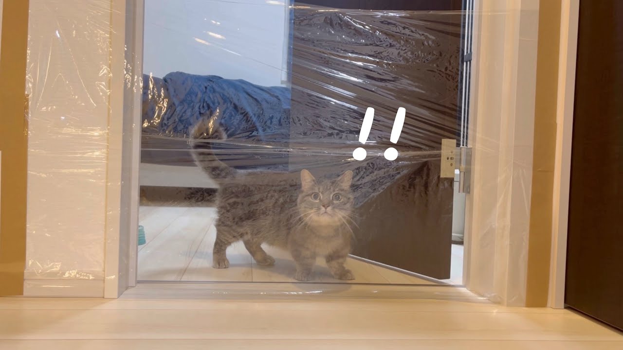 透明な壁に大混乱！？猫たちの挑戦がまさかの結末に！